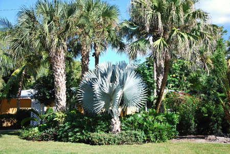 Park in Naples at the Gulf of Mexico, Floridaのeditorial素材