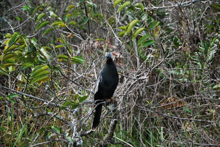 Anhinga Bird in Everglades National Park, Florida