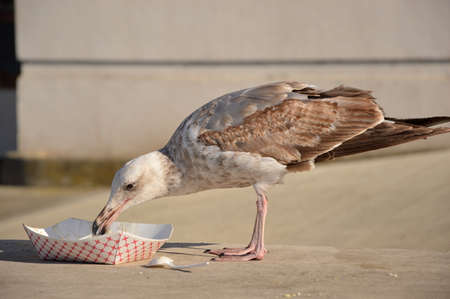Sea Gull at Fisherman's Wharf at the San Francisco Bay, Californiaの写真素材