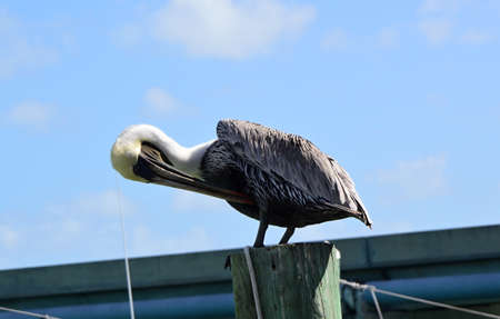 Pelican at Overseas Highwayの写真素材