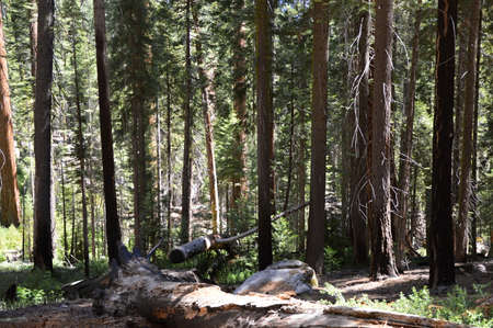Forest in Yosemite National Park, California