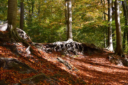 Autumn Landscape in the Valley of the River Fulde, Walsrode, Lower Saxony