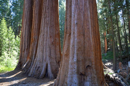 Sequoia Trees in Yosemite National Park, Californiaの写真素材