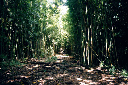 Tropical Landscape on the Island of Maui, Hawaiiの写真素材