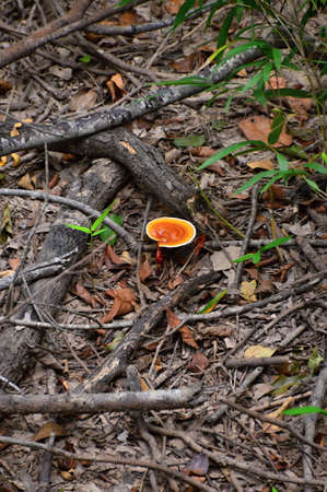 Mushrooms in Swamp Landscape in Congaree National Park, South Carolina
