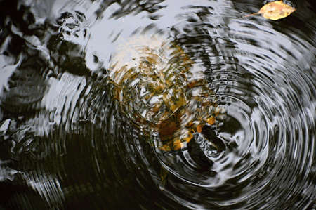 Turtle under water in Congaree National Park, South Carolinaの写真素材