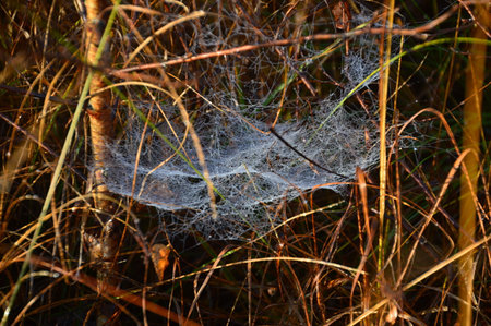 Spider Web in the Morning in the Fen Pietzmoor, Schneverdingen, Lower Saxonyの写真素材