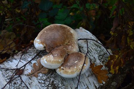 Mushrooms in Autumn in the Heath Lueneburger Heide, Walsrode, Lower Saxonyの写真素材