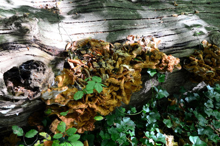 Mushrooms in Autumn in the Forest lieth in the Town Bad Fallingbostel, Lower Saxonyの写真素材