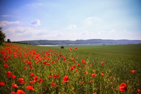 The huge field of red poppies flowers. Sun and clouds.
