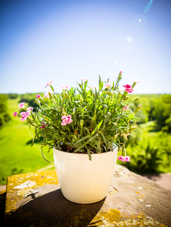 the little pansies in the garden on the table, in summer, the sunshineの写真素材