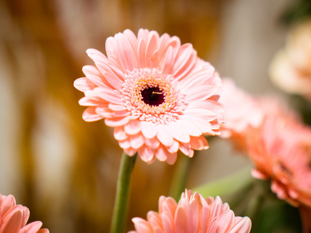 chrysanthemum in pink in a beautiful representation, from the flower shopの写真素材