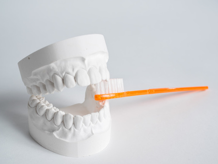 Oral hygiene health concept close up orange toothbrush in dental gypsum model plaster isolatedの写真素材