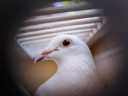 Beautiful White pigeons in cage, doves for wedding in captivity, close up, bird view, cage fence in focusの写真素材