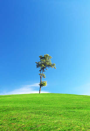 plantの写真素材