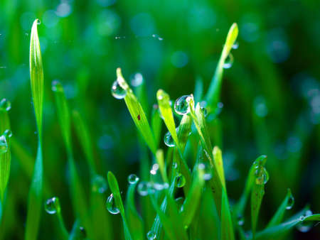 raindropの写真素材