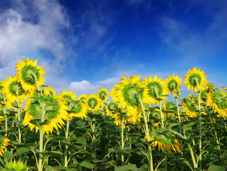 Beautiful landscape  Composition of the natureの写真素材