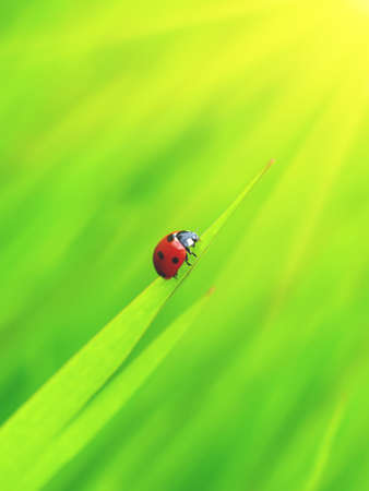 Insect on the plant  Composition of the natureの写真素材