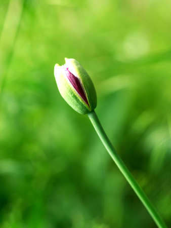 Flower background  Composition of the nature