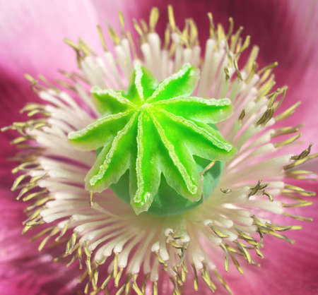 Flower background  Composition of the natureの写真素材