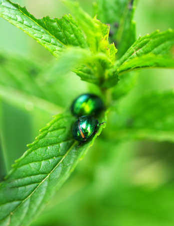 Insect on the plant  Composition of the nature