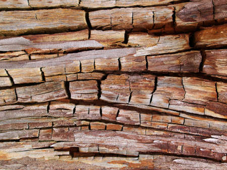 Old wood  Composition of the natureの写真素材