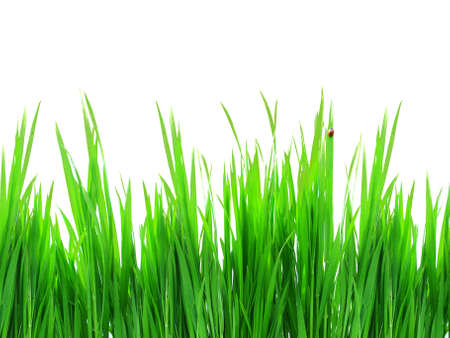 Green grass  Composition of the nature