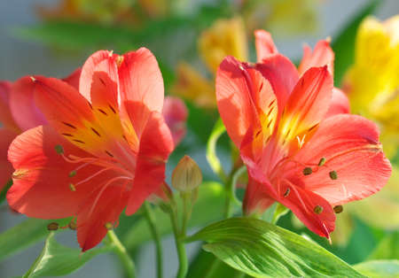 Flowers background  Composition of the natureの写真素材