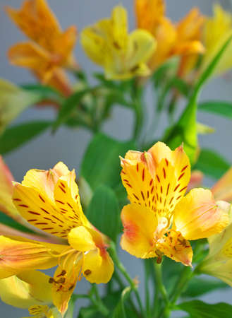 Flowers background  Composition of the natureの写真素材
