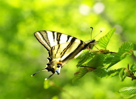 Butterfly on the plant  Composition of the natureの写真素材
