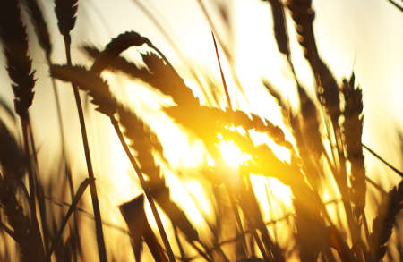 Field during sundown  Natural compositionの写真素材
