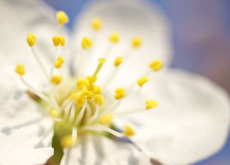 Flower background  Composition of the natureの写真素材