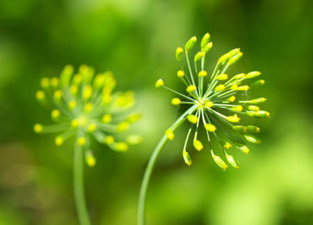 Flower background  Composition of the natureの写真素材