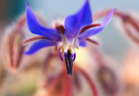 Flower background  Composition of the natureの写真素材