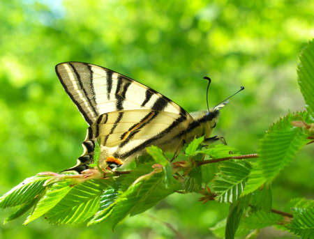 Butterfly on the plant  Composition of the natureの写真素材