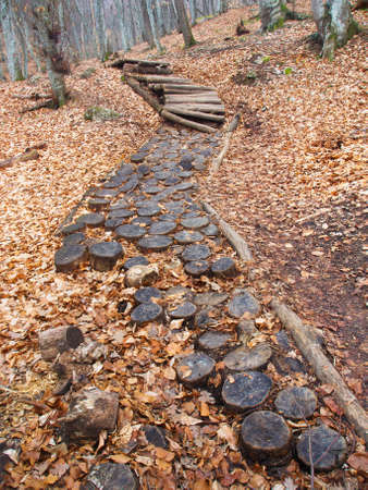 Wooden trailway in the forestの写真素材