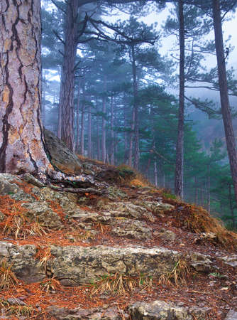 Misty wood at the autumn timeの写真素材