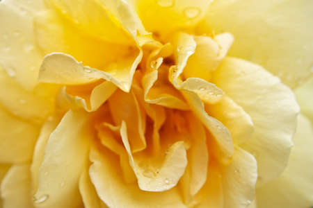 Petals of the roseの写真素材