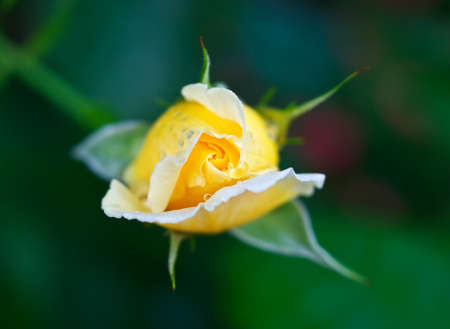 Yellow rose on the green backgroundの写真素材