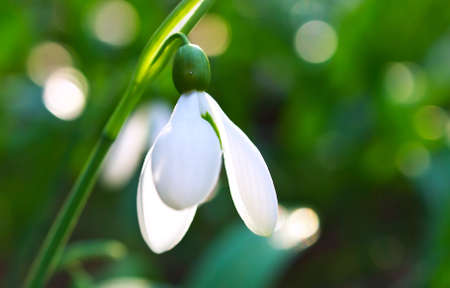 Spring flowerの写真素材