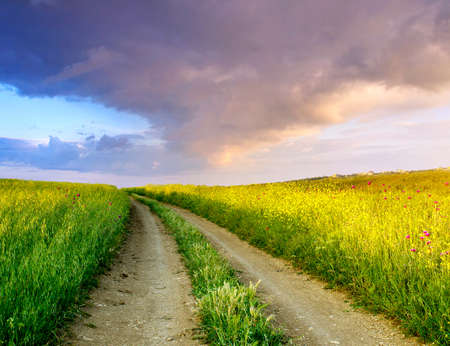 Rural road on the field