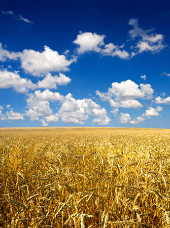 Field with ears and cloudsの写真素材