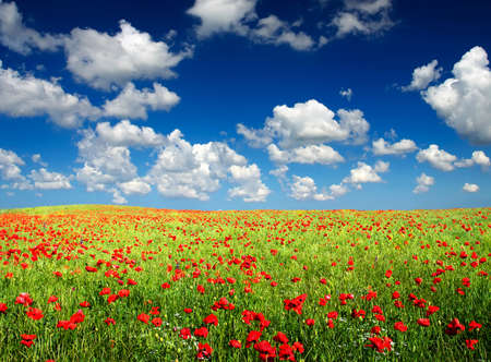Field with poppy and cloudsの写真素材