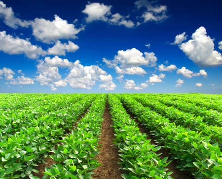 Green rows on the fieldの写真素材