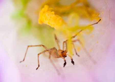 Spider in the flowerの写真素材
