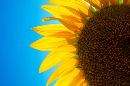 Sunflower on the sky backgroundの写真素材