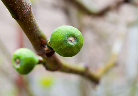 Green berry on the branchの写真素材