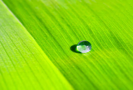 Water drop on the petalsの写真素材