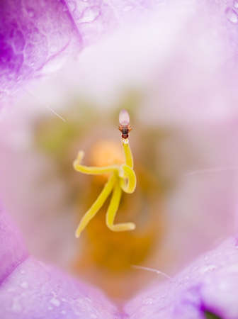 Fly on the flowerの写真素材