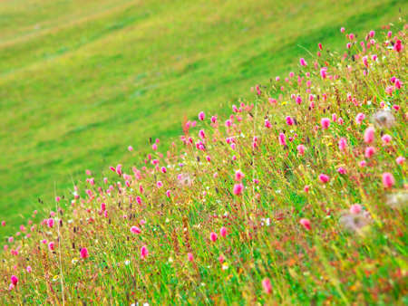Flowers on the field の写真素材
